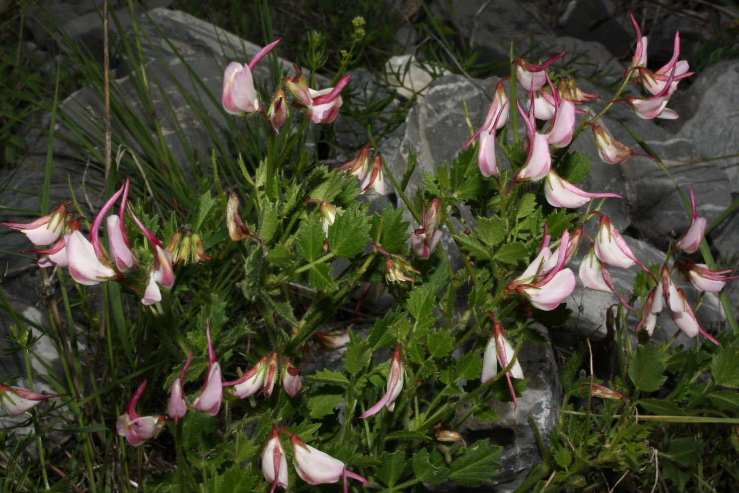 Lusus di Ononis rotundifolia